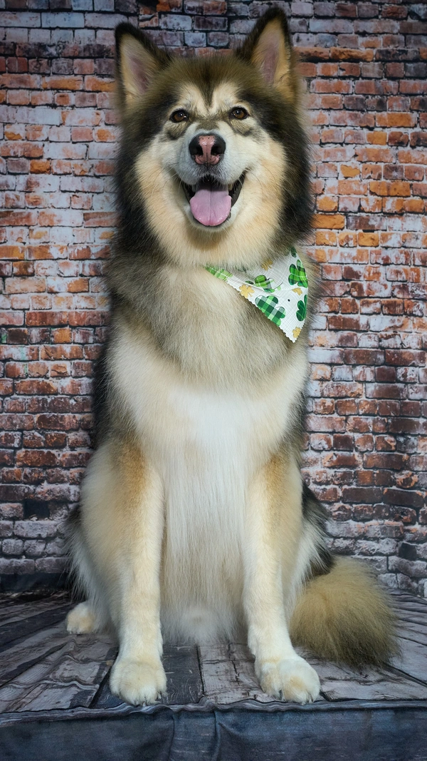 Shear Quality Pet Grooming