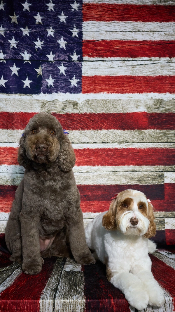 Shear Quality Pet Grooming