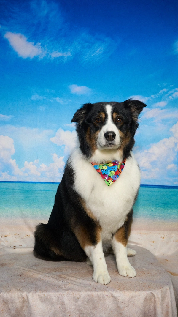 Shear Quality Pet Grooming