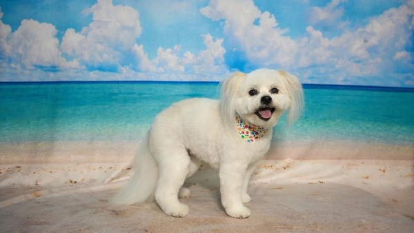 Shear Quality Pet Grooming