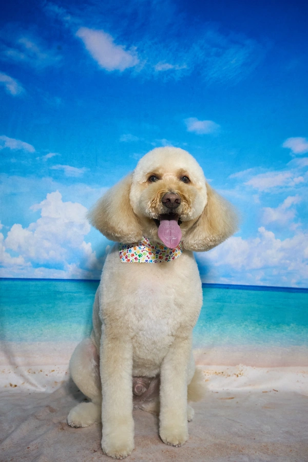 Shear Quality Pet Grooming