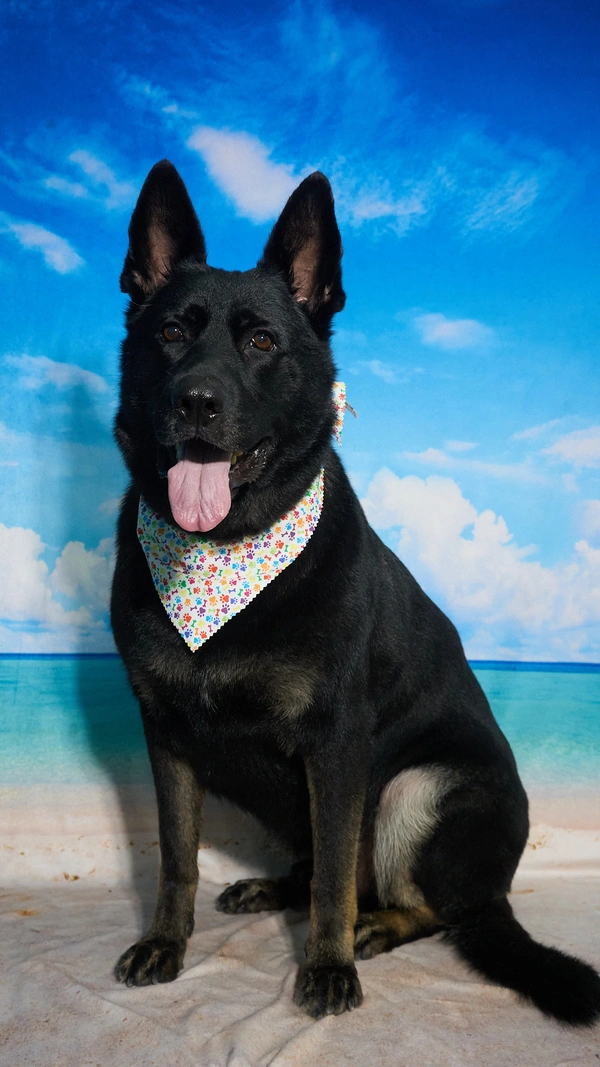 Shear Quality Pet Grooming