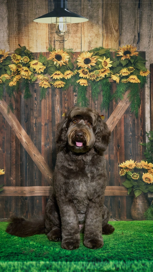 Shear Quality Pet Grooming