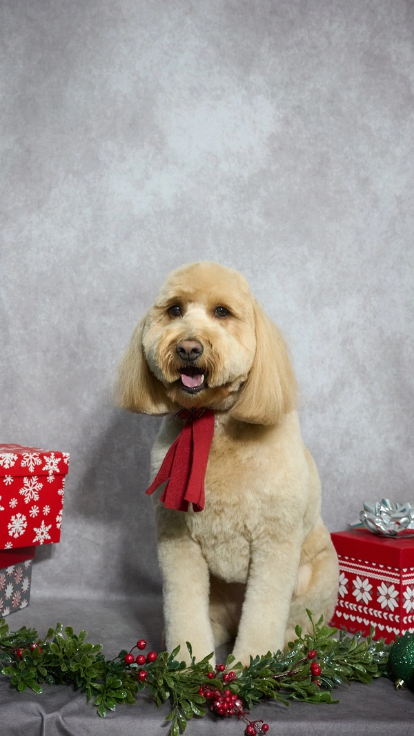 Shear Quality Pet Grooming