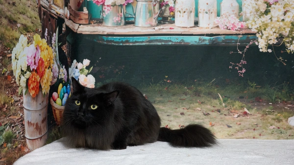 Shear Quality Pet Grooming