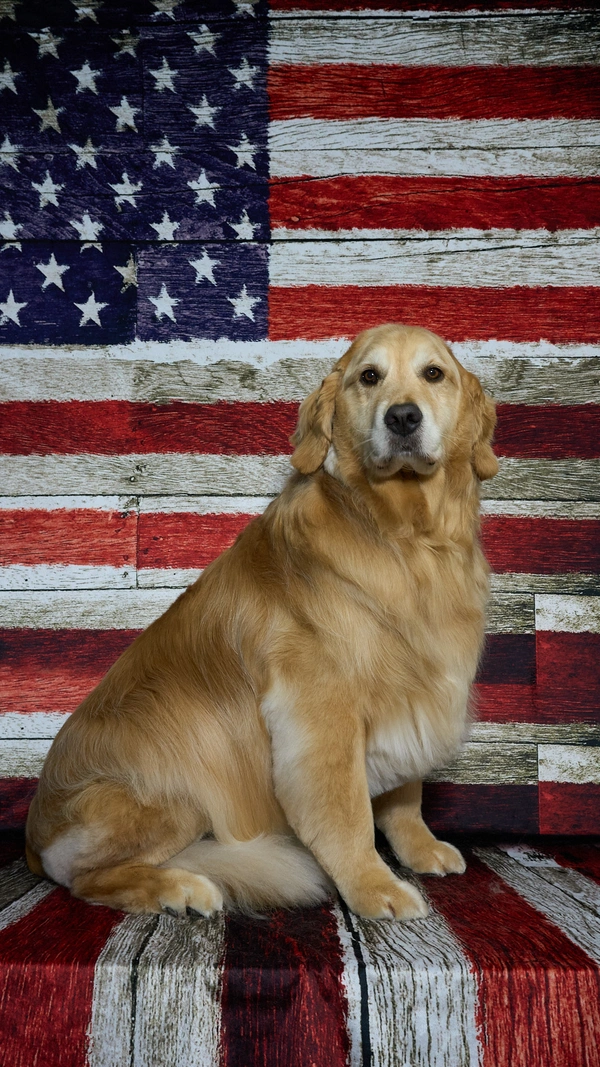 Shear Quality Pet Grooming