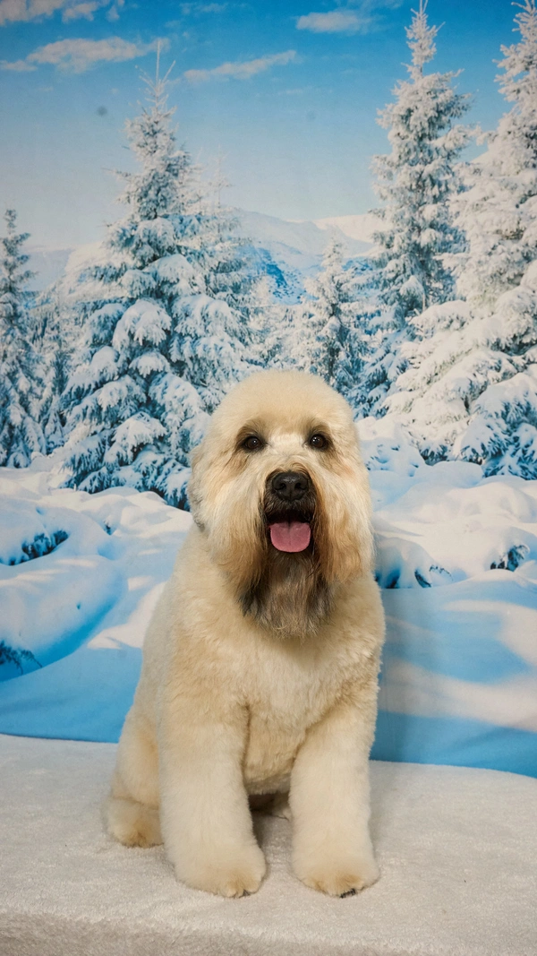 Shear Quality Pet Grooming