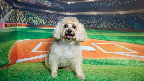 Shear Quality Pet Grooming