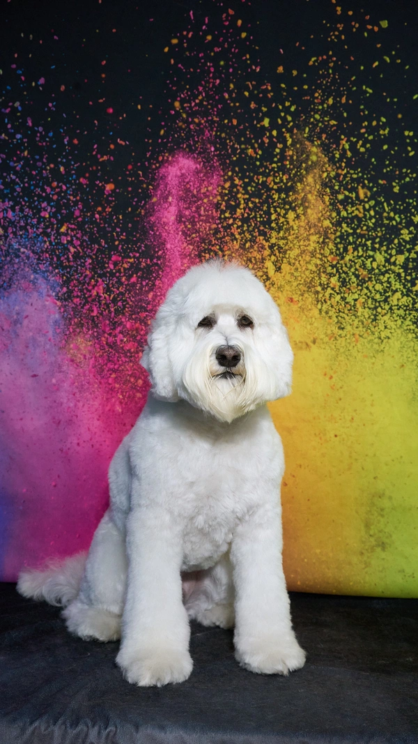 Shear Quality Pet Grooming