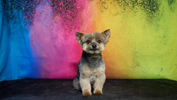 Shear Quality Pet Grooming