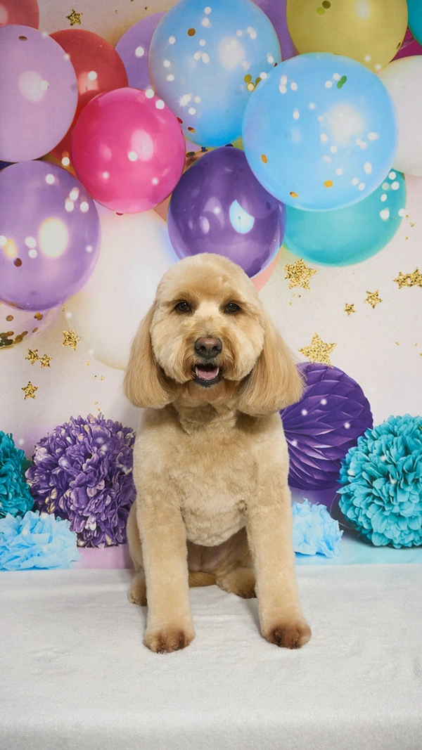 Shear Quality Pet Grooming