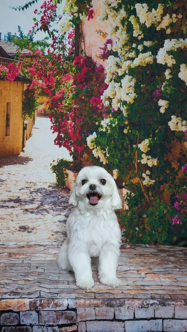 Shear Quality Pet Grooming