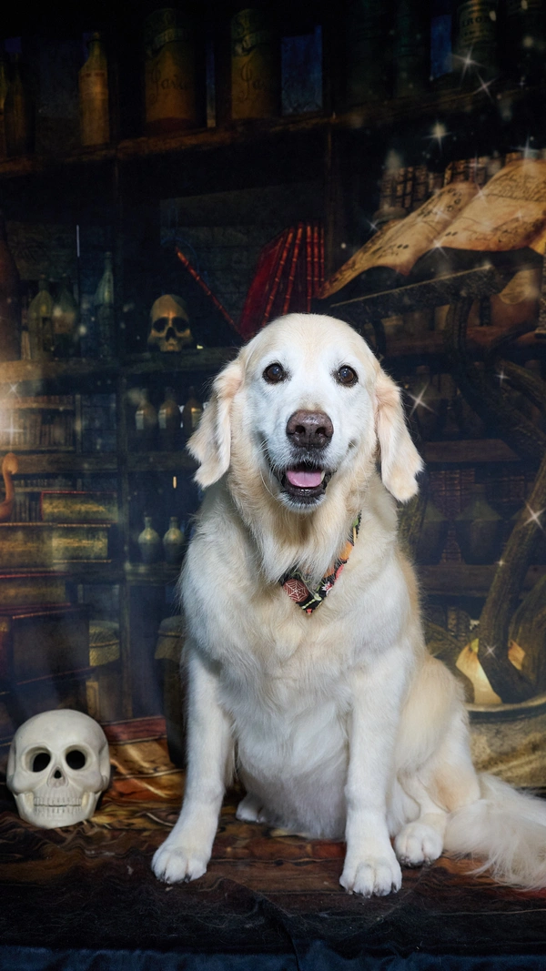 Shear Quality Pet Grooming