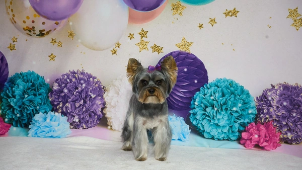 Shear Quality Pet Grooming